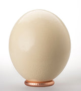 The Naked Ostrich Egg Ornament from Leo & Stripes